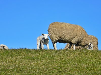 Schaf-Lamm_Deich