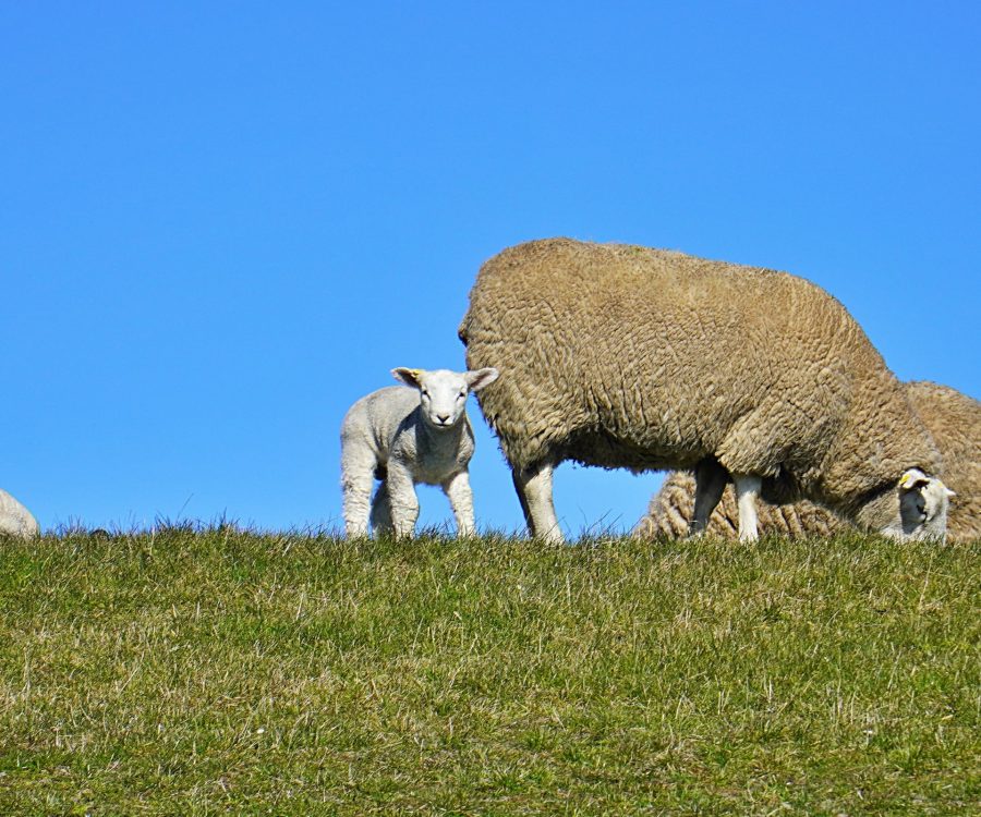 Schaf-Lamm_Deich