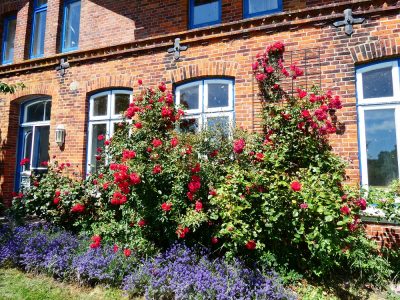 Sommer_Fenster_Rosen