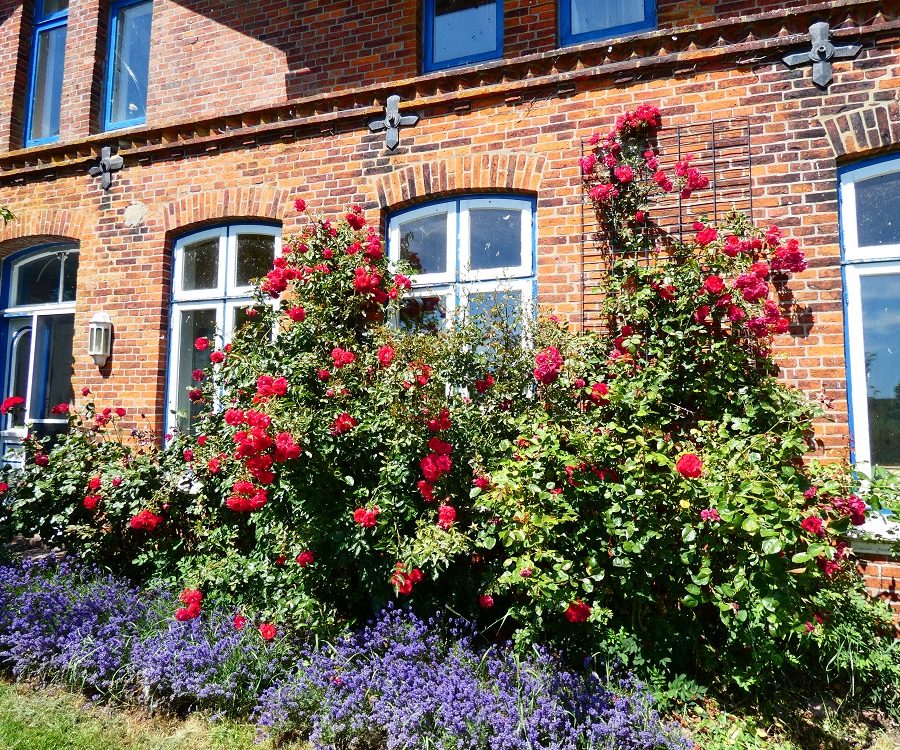 Sommer_Fenster_Rosen